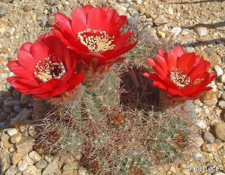 Trichocereus catamarcensis ex Lobivia crassicaulis ©JLcoll.2371